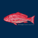 Snapper – LC-FB (19-1270)