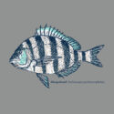 Painted Sheepshead – LC-FB (19-1310)