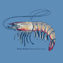 Painted Shrimp – LC-FB (19-1314)