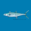 Painted Mackerel – LC-FB (19-1322)